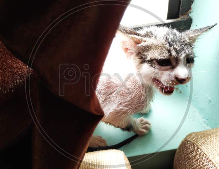 Small Kitten After Bath In Window With Wet Hairs Yelling