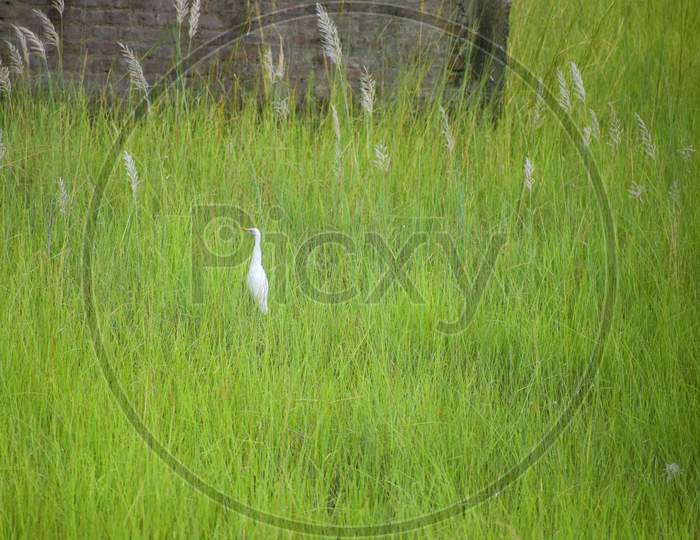 heron bird