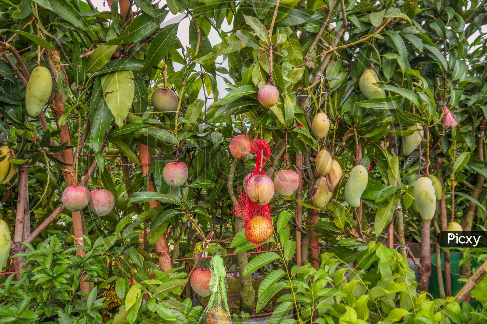 A Mango Hangs In A Beautiful Garden. This Is A Delicious Fruit. Mango Is Very Dear To All The People Of The World. It Is Very Fun To Eat Both Raw And Ripe. There Are A Lot Of Mango Orchards In Bangladesh.