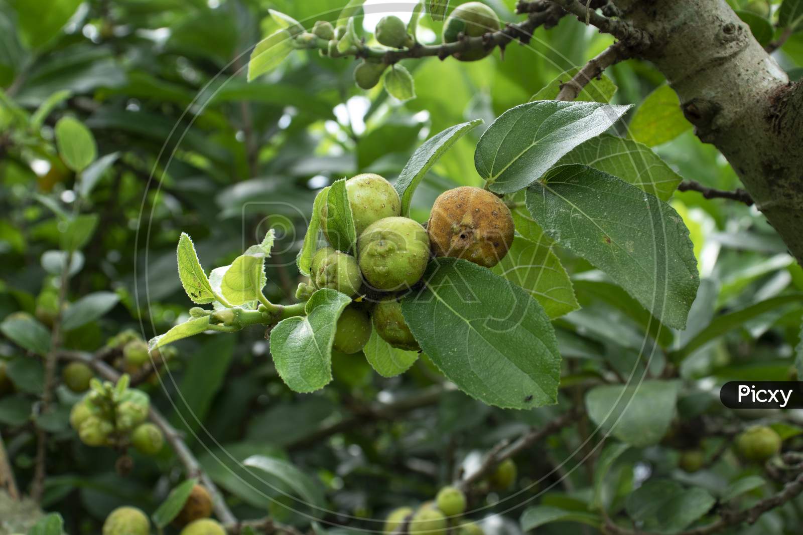 Ficus Carica Or Ficus Carica Or Dumur Or Tin Is An Asian Fruits Species