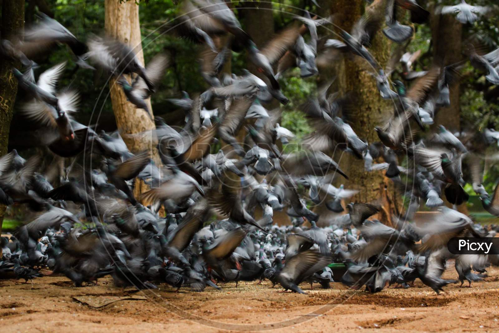 Huge Pigeons flock taking off