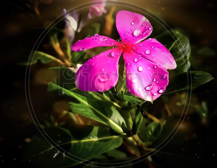 Beautiful periwinkle flower