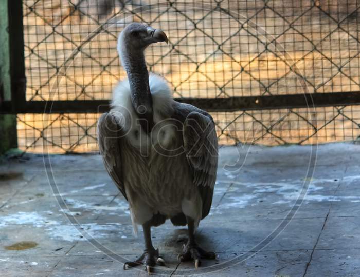 A Vulture Roaming In Cage