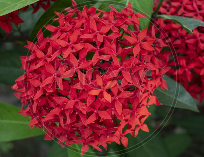 Red Rangoon Flower Or Ixora Or Jungle Geranium
