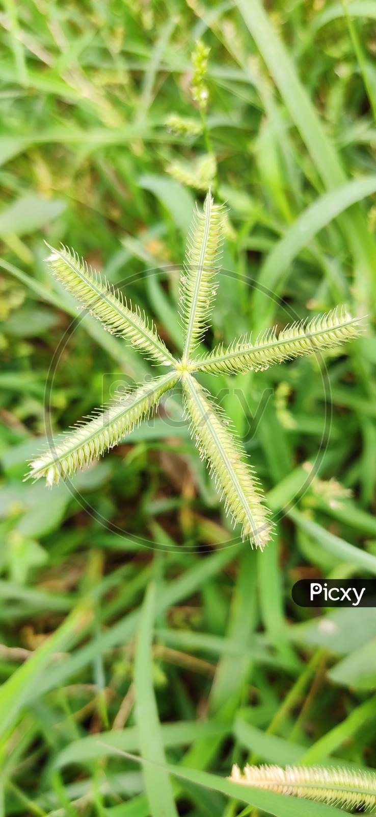 Grass close up macro vegetation plant