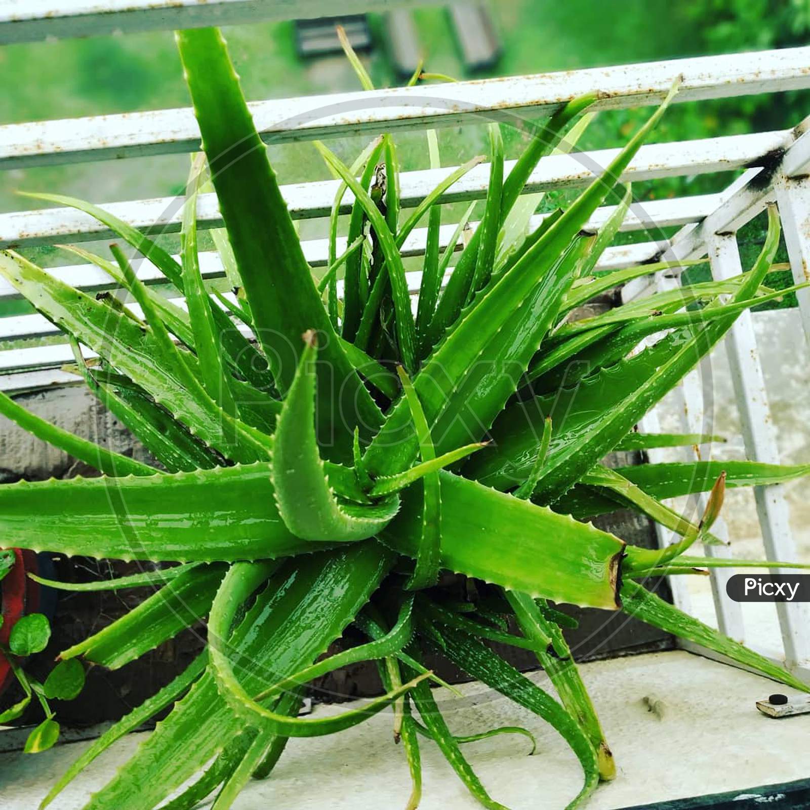Aloevera balcony plant