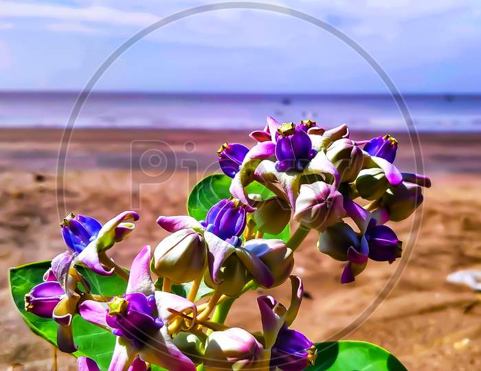 Beautiful violet flower at seashore