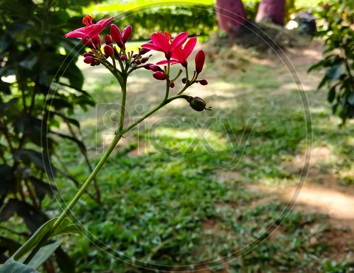 Beautiful peregrina flower plant