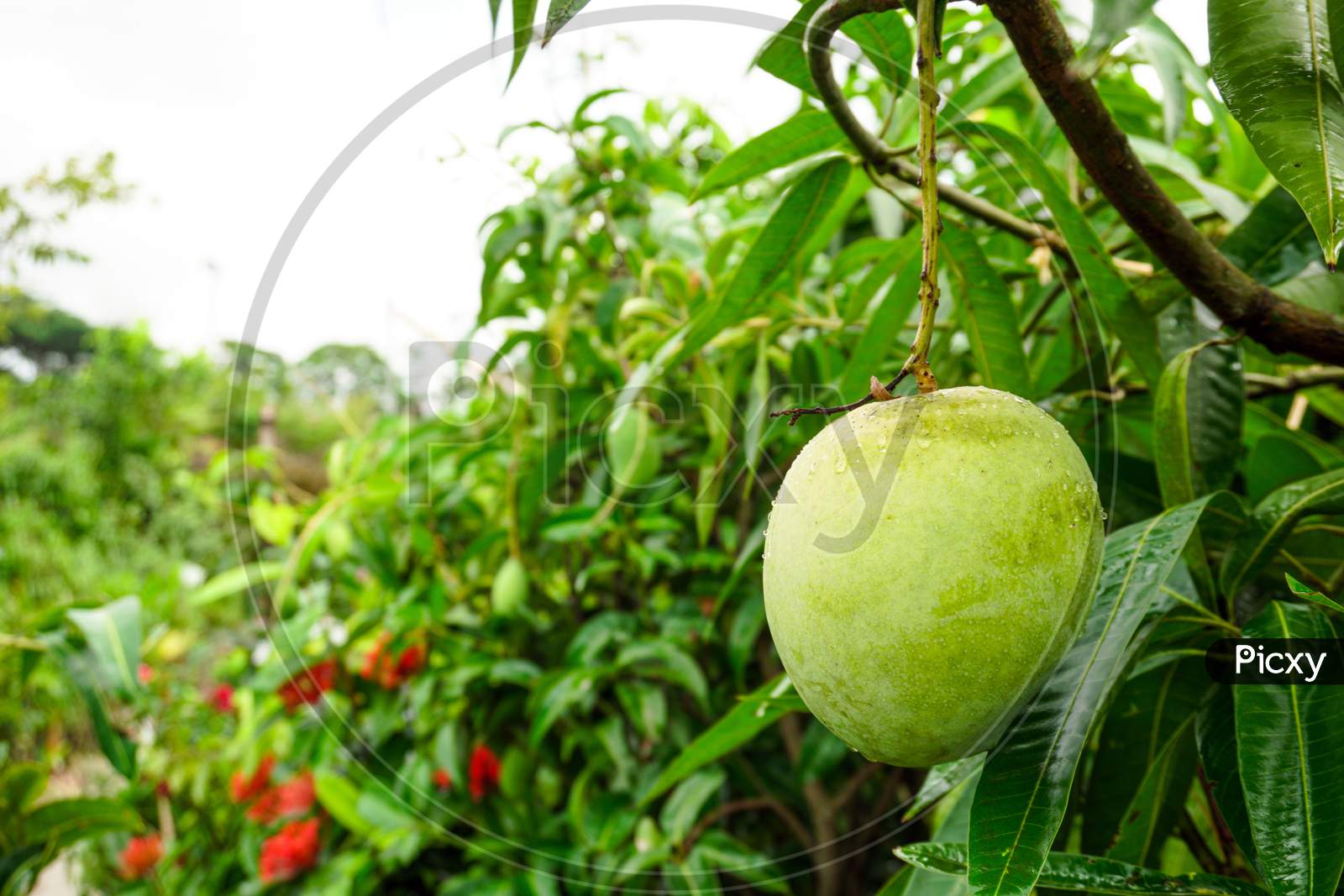 A Large Mango Hangs In A Beautiful Garden. This Is A Delicious Fruit. Mango Is Very Dear To All The People Of The World.