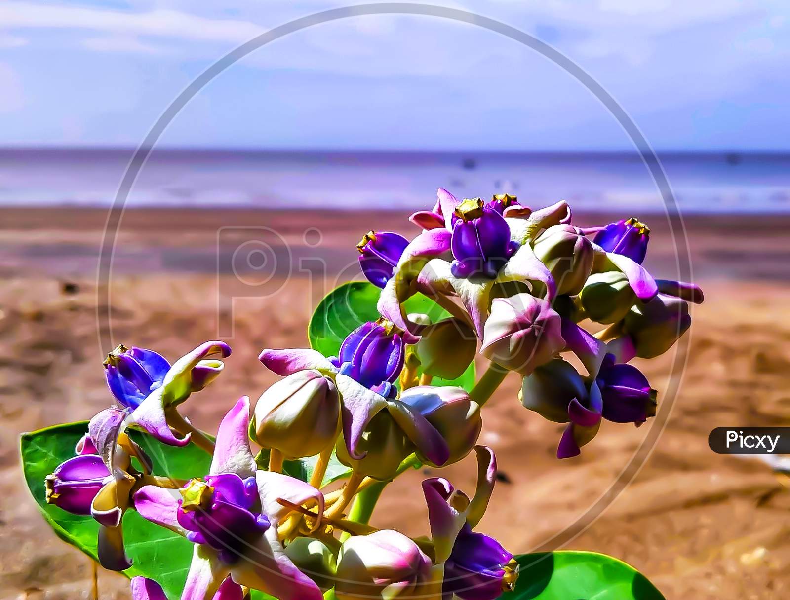 Beautiful violet flower at seashore