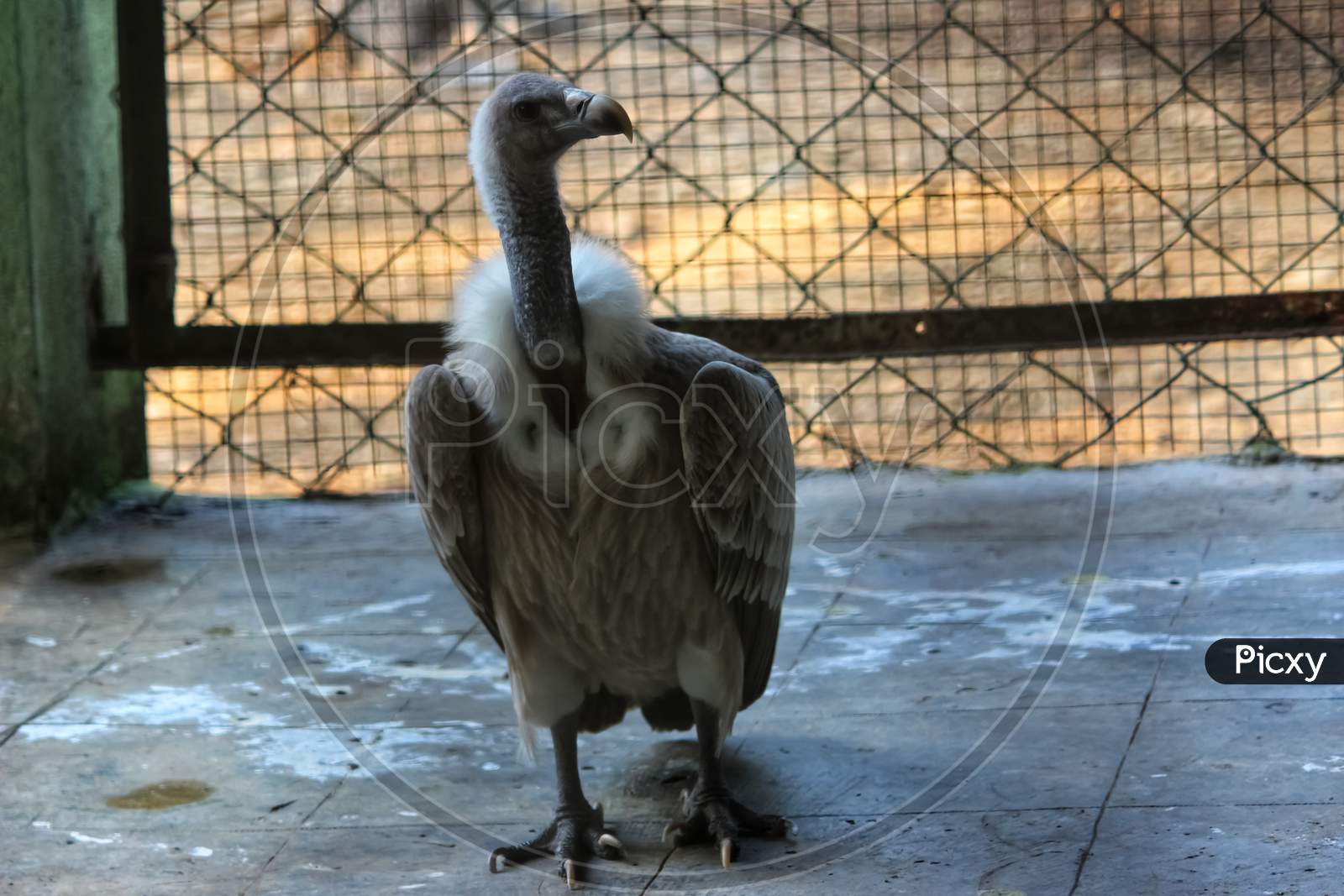 A Vulture Roaming In Cage