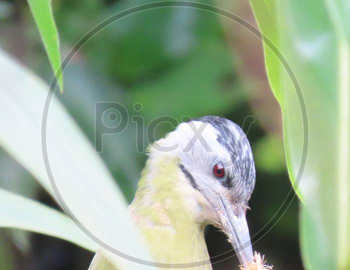 Grey headed woodpecker