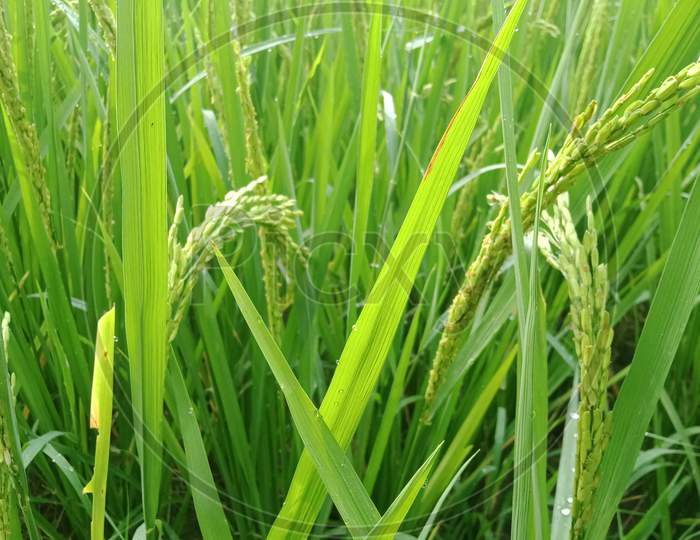 Rice plant during morning