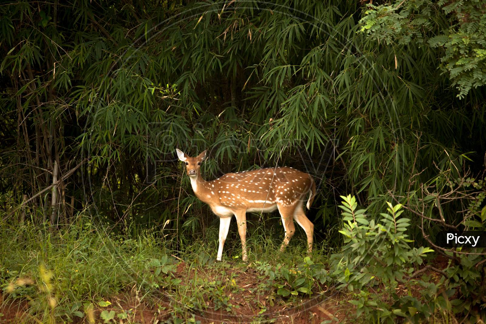 Spotted Deer Looking At Camera