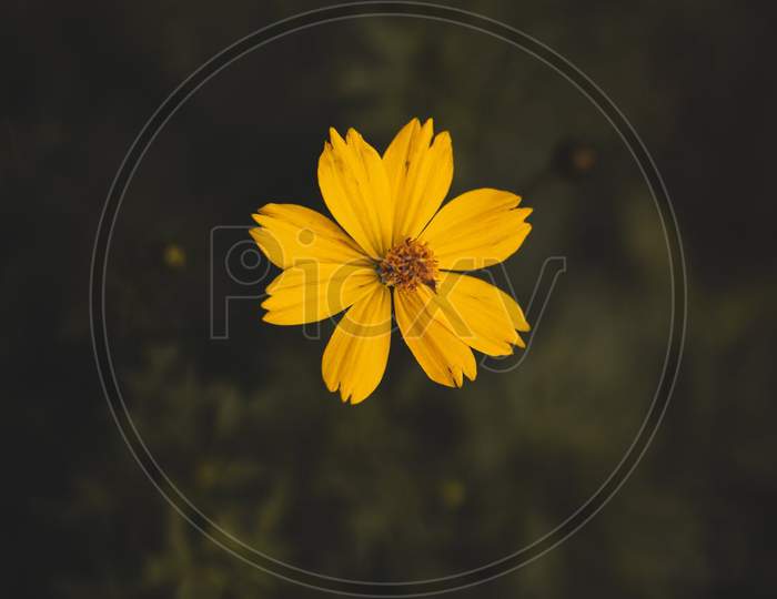 Macro shot of an beautiful yellow flower