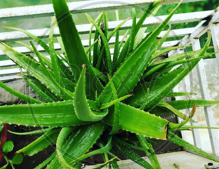 Aloevera balcony plant