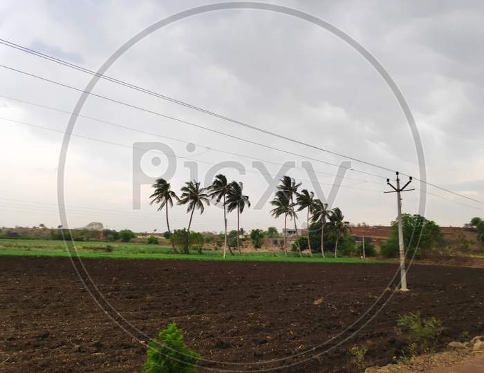 Line Of Coconut Trees Flowing With Air In Farm