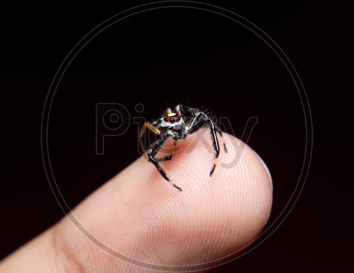 Sylvana Jumping Spider On Finger