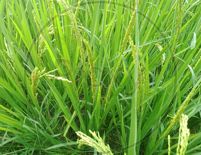 Rice plant during morning with dew on it