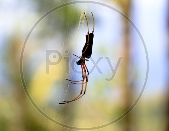Black Colored Spider Against White Background