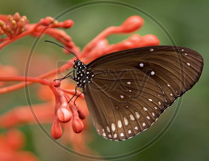 Macro shot of an butterfly sitting on beautiful flower