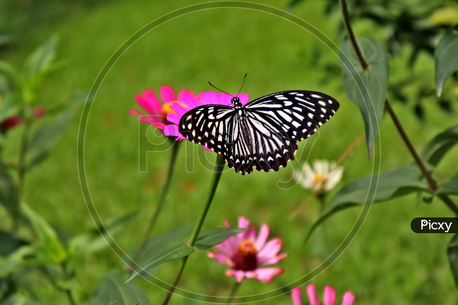 Black and off-white Butterfly