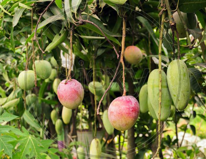 Different Types Of Mango Rows In The Garden. Hanging Mangoes Are Enhancing The Beauty Of The Garden.