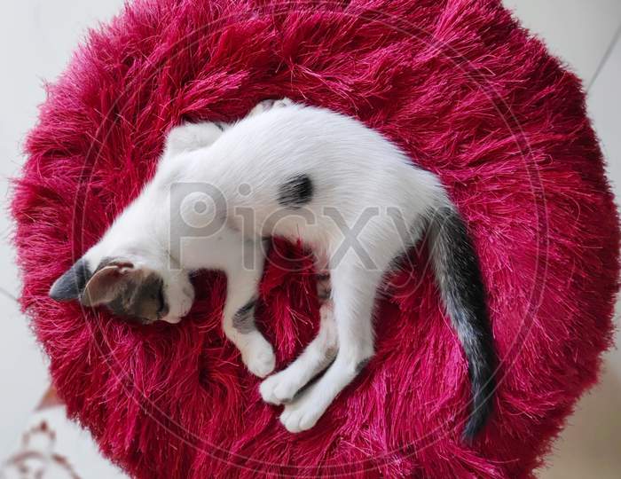 white kitten sleeping on a red circular stool seat