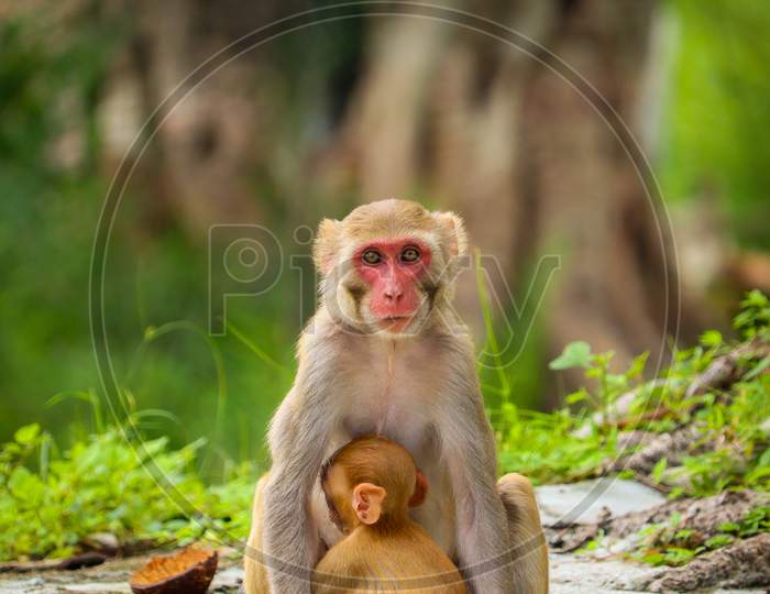 Monkey with her Baby