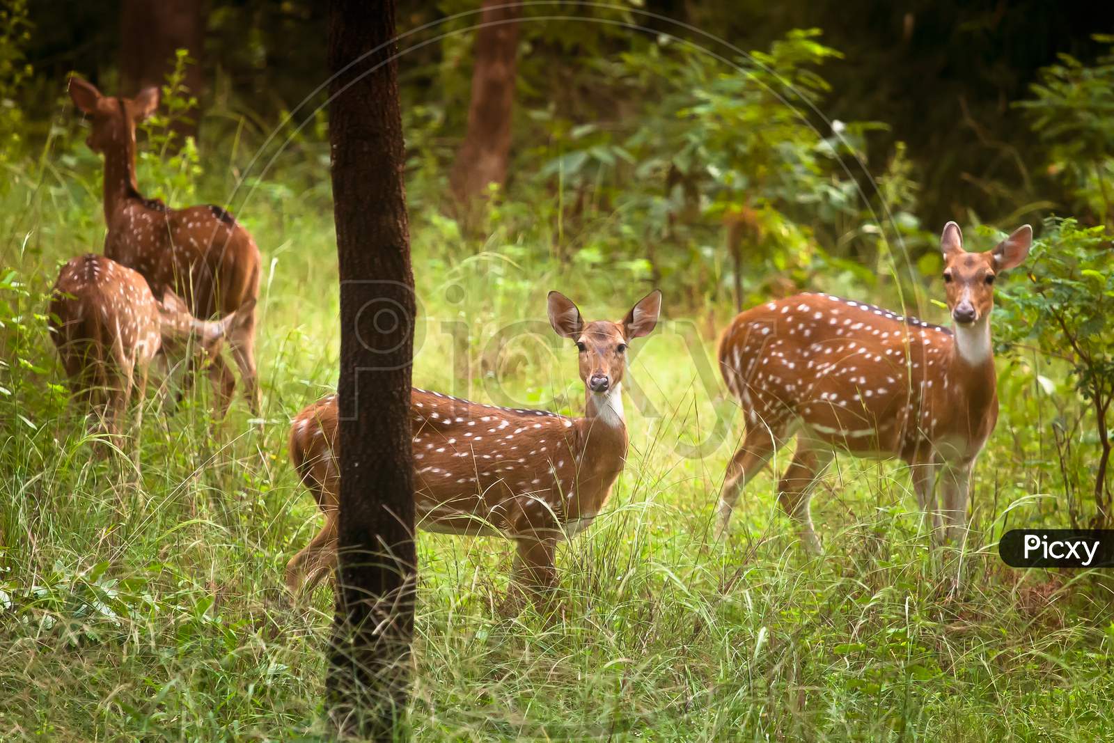 Spotted Deer Looking At Camera