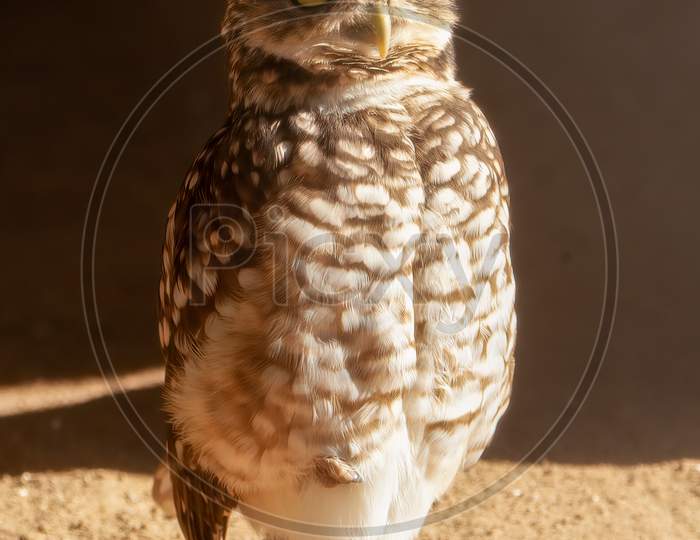 Cute Burrowing Owl (Athene Cunicularia) On A Sandy Background. Adorable Small Bird Of Prey