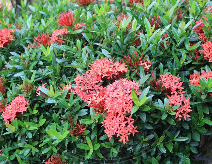Lovely flower Ixora coccinea stock image