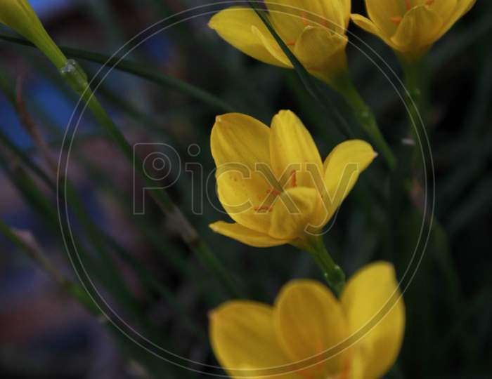 Flower- Zephyranthes Citrina