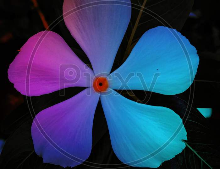 Colourful flower, creative photography