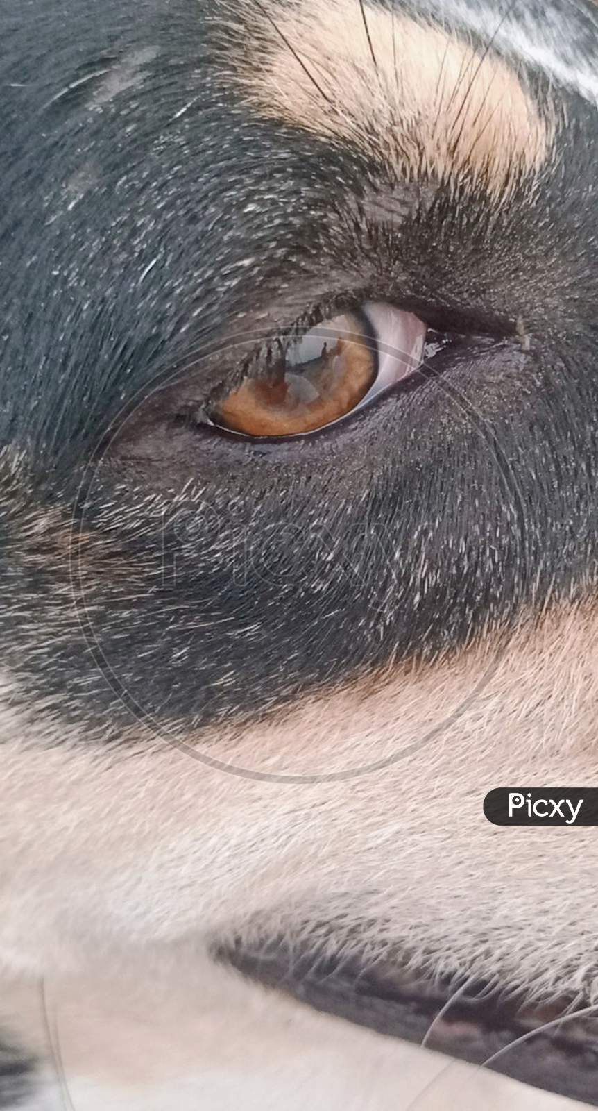 Dog's eye