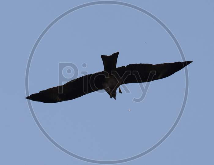 Brown Colored Black Kite Flying in The Sky