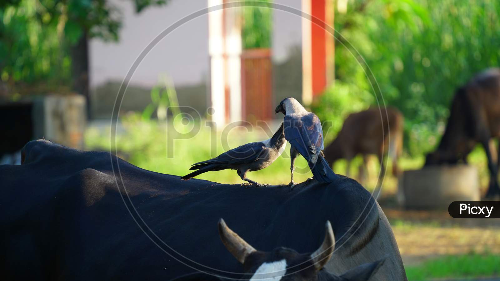 Pair Of Carrion Crows With A Field Background. Two Ravens Sitting In A Field For Beautiful Bokeh. Two Crows Standing On A Black Cow.