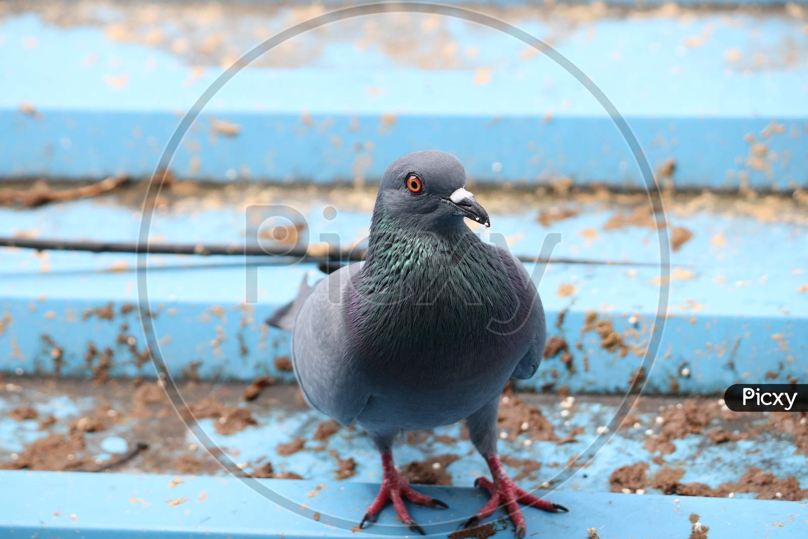 Pigeon searching for food