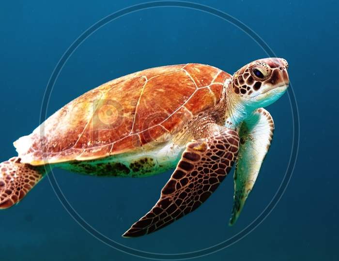 Olive Radley sea turtle