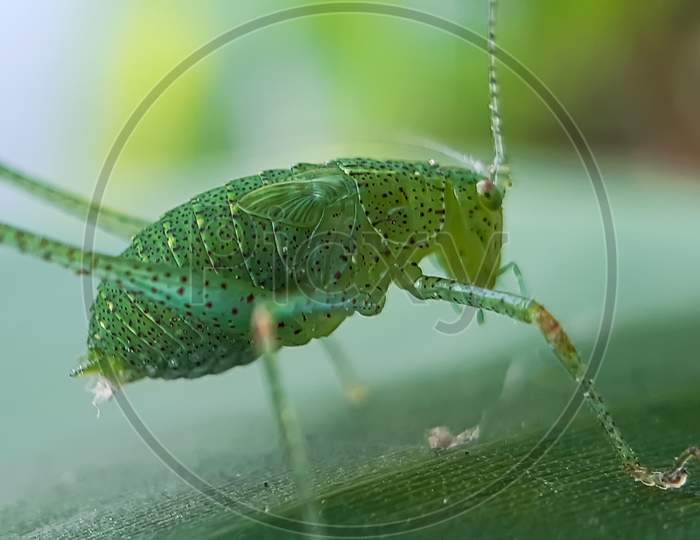 In The Garden A Green Insect Is Sitting On The Leaves And Has A Green Background.