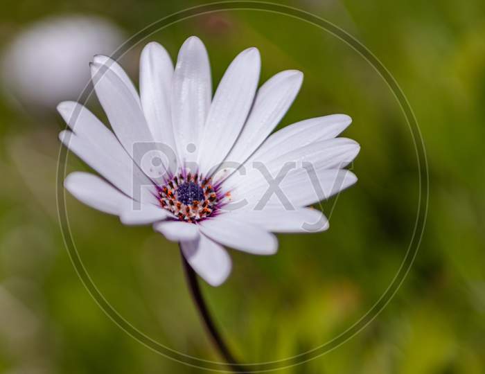 Blue eyed daisy