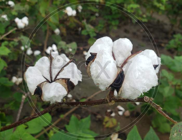Cotton fields