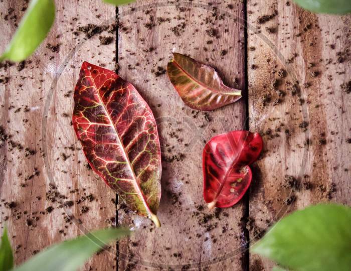 beautifully shot leaves
