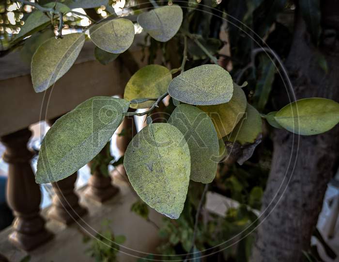 Leaves of Lemon Tree Close Photo