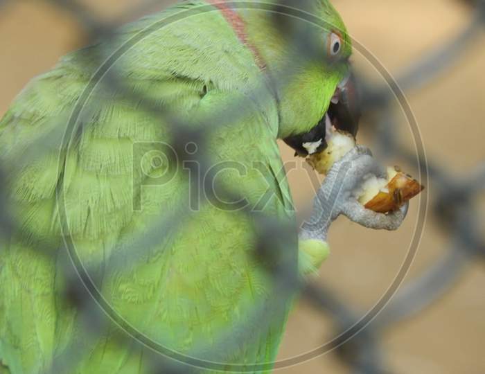 Green Parrot In Zoo Eating Fruit