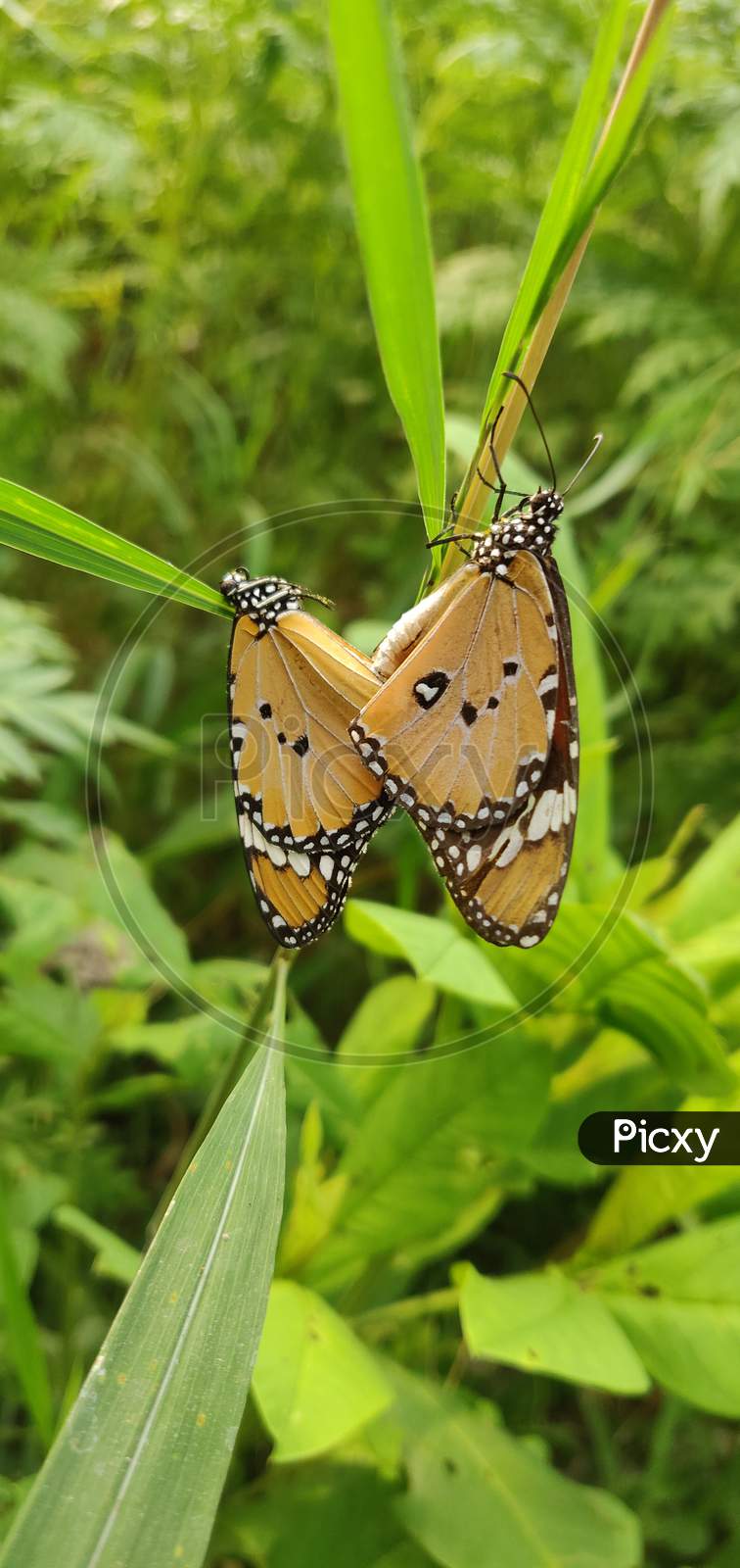 Butterfly Couple