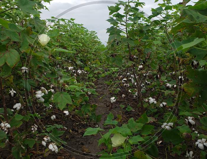 Image of Cotton fields-NT601955-Picxy