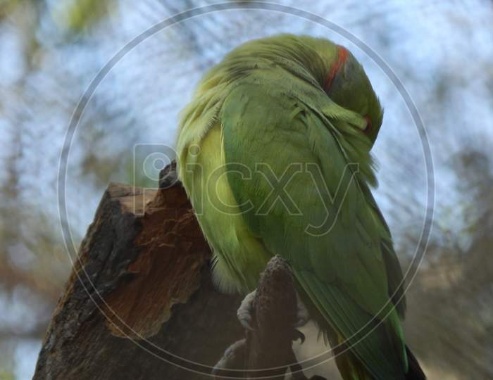 Parrot In Zoo Resting