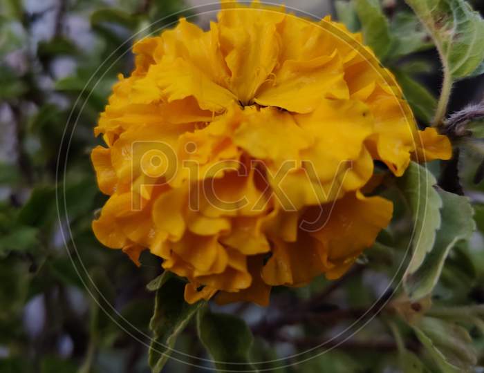 Marigold flower bloom