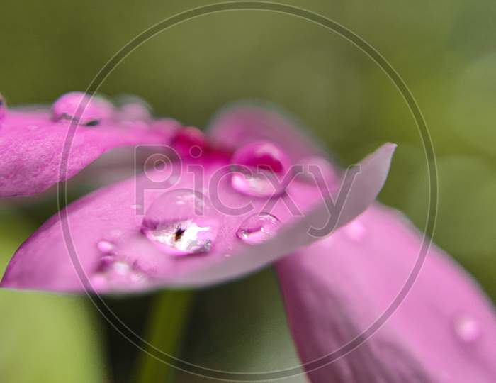 Flower and water droplets